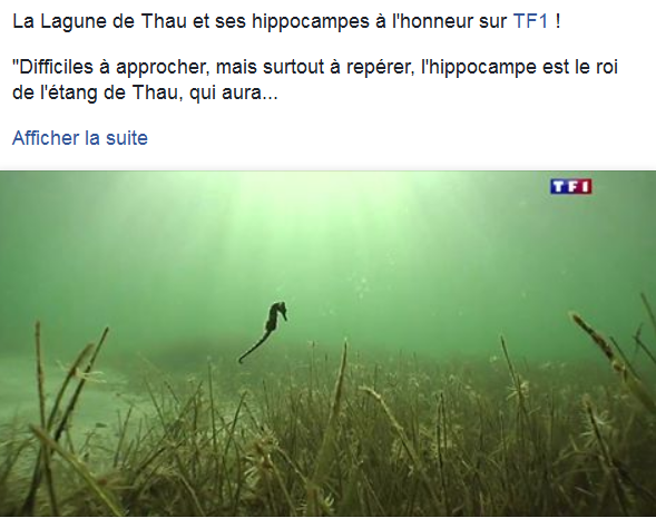 Hippocampe thau